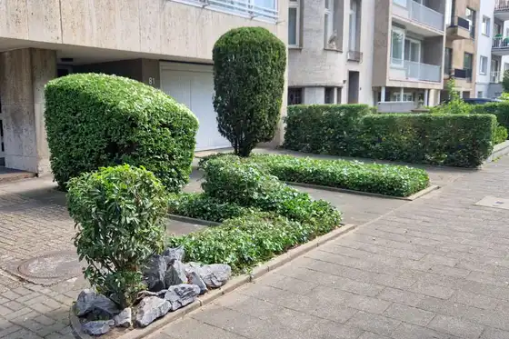 In Form geschnittene Hecken vor einem Mietshaus in Düsseldorf